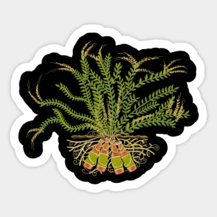 Root Beer Sticker